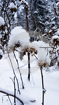 Snow-covered forest and dead bushes. Russian winter
