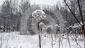 Snow-covered forest and dead bushes. Russian winter