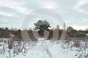 Snow-covered forest-dull weather