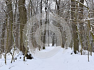 Winter landscape. Footpath in the forest. Forest in winter.