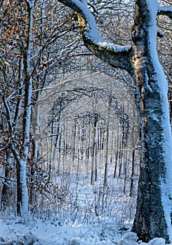 A snow covered forest glade a crispy cold winter day. Picture from Eslov, Sweden