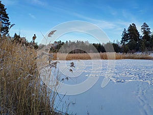 Snow-covered forest lake and severe frost