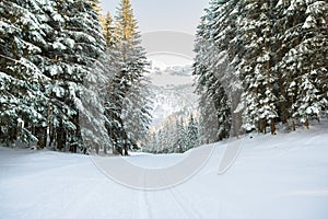 Snow covered forest landscape