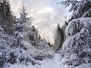 Snow covered forest landscape with snowy fir and spruce trees, branches, idyllic winter landscape in golden hour sun