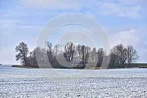 Snow covered forest landscape on a winter day with copy space. Bare tree branches and a lush green bush on a field