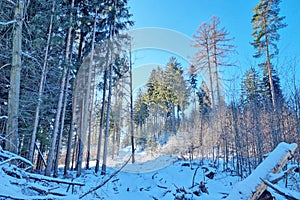 Snow Covered Forest With Many Trees