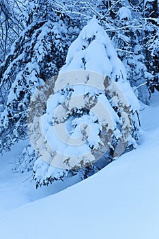 Snow covered forest in Mittenwald, Germany