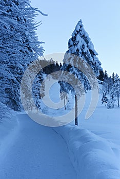 Snow covered forest in Mittenwald, Germany