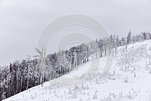 Snow-covered forest in the mountains on a cloudy day