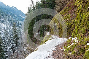 Snow Covered Forest Narrow Hiking Trail