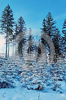 Snow Covered Forest With Numerous Trees