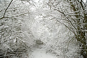 Snow-covered forest path