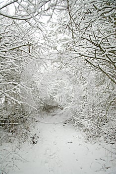 Snow-covered forest path