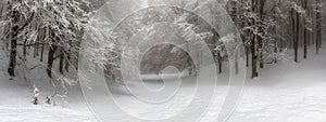 Snow-covered forest path, illuminated by day. Background