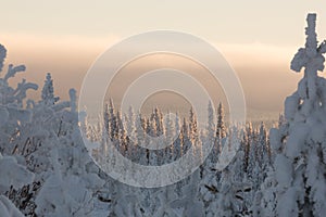 Snow covered forest photo