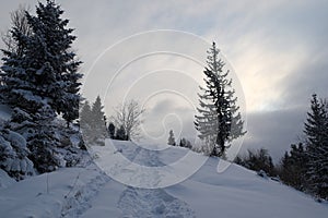 Snow covered forest with pine trees in the mountains in winter season