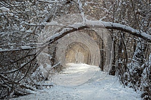 A snow-covered forest road, an arch of snow-covered trees, a tunnel. Natural unusual background for your photos