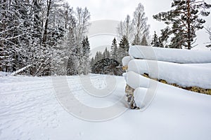 Snow covered forest road with pile of timber on side