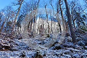 Snow covered forest with Sessile oak (Quercus petraea) trees