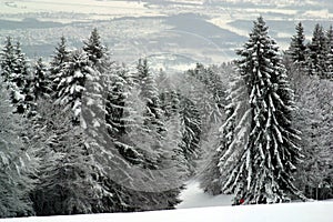 Snow covered forest, Sljeme, Croatia