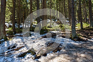 Snow covered forest on the slope of Babia Gora