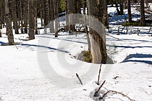 Snow covered forest on the slope of Babia Gora