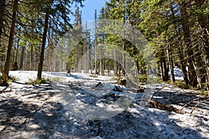 Snow covered forest on the slope of Babia Gora