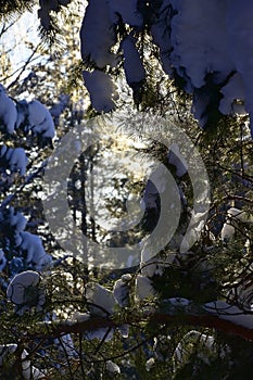 Snow-covered forest on the slopes of Ledyanaya mountain photo