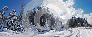 Snow covered forest and snowy bikeway along the road