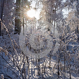 A snow-covered forest on a sunny winter day.