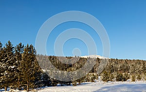 A snow-covered forest in the taiga on a winter day. beautiful landscape of winter coniferous forest. snow-covered fir trees