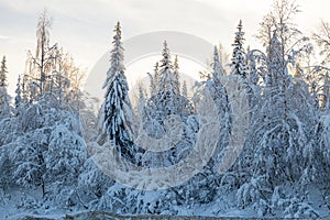 A snow-covered forest in the taiga on a winter day. beautiful landscape of winter coniferous forest. snow-covered fir trees