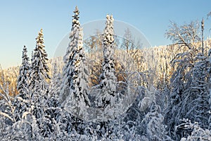 A snow-covered forest in the taiga on a winter day. beautiful landscape of winter coniferous forest. snow-covered fir trees