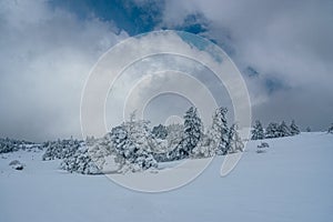 Snow covered forest on top of mountain Ai-Petri after blizzard. Crimea