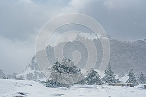 Snow covered forest on top of mountain Ai-Petri after blizzard. Crimea