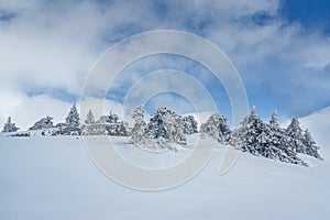 Snow covered forest on top of mountain Ai-Petri after blizzard. Crimea