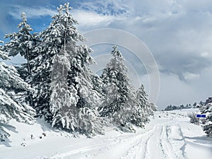 Snow covered forest on top of mountain Ai-Petri after blizzard. Crimea