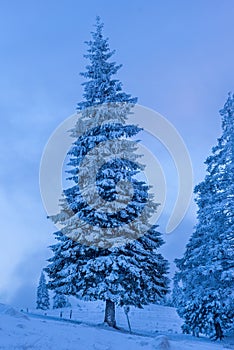 Snow-Covered Forest in Tranquil Fog Pine Tree in Bucovina