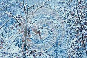 Snow covered forest trees and bushes, winter landscape in mountains