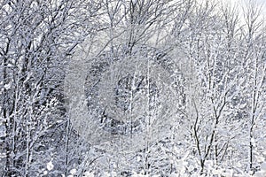 Snow covered forest under winter sky