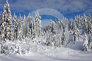 Snow covered forest in winter