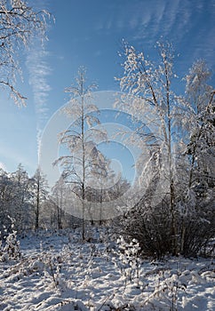snow covered forest in winter/Snowy fir trees in winter forest a