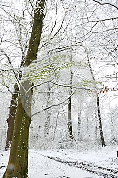 Snow-covered fresh leaves on a beech tree in April