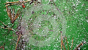 Snow-covered frosted grass on a green background