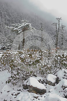 snow covered, frosty alpine forest in winter at yumthang valley, the himalayan mountain valley is located in sikkim