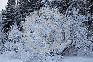 Snow-covered frosty nature in the Khanty-Mansi Autonomous Okrug Yugra in Russia