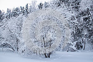 Snow-covered frosty nature in the Khanty-Mansi Autonomous Okrug Yugra in Russia