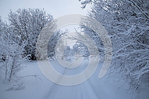 Snow-covered frosty nature in the Khanty-Mansi Autonomous Okrug Yugra in Russia