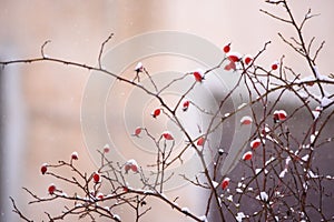 Snow covered fruits of Eglantine rose Rosa rubiginosa