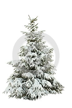 Snow-covered fur-tree on a white